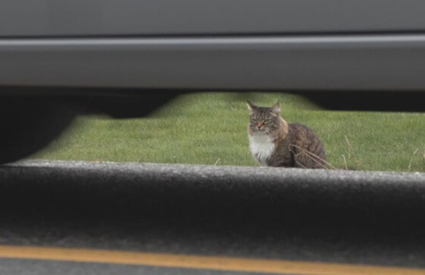 Beynəlxalq qaydaları pozan pişik: Lui hər gün sərhədi necə keçir?