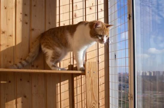 Pişiklər niyə həmişə ayaqları üstə düşür?