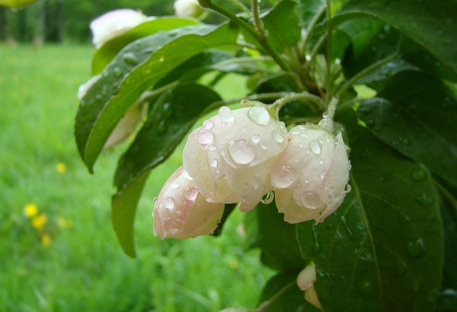 Ölkə ərazisində yağıntılı hava hökm sürür