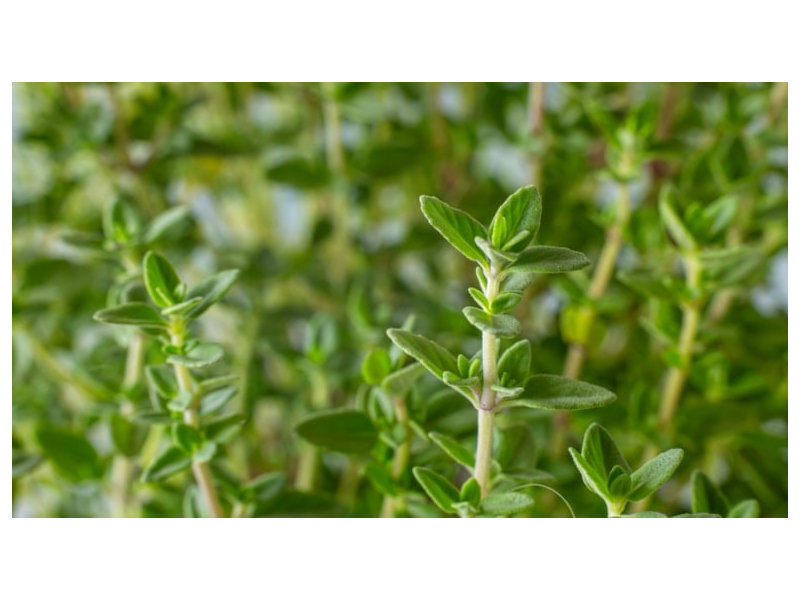 Bu torpaqlarda yetişir: Təpədən-dırnağa antibiotik anbarı çıxdı!