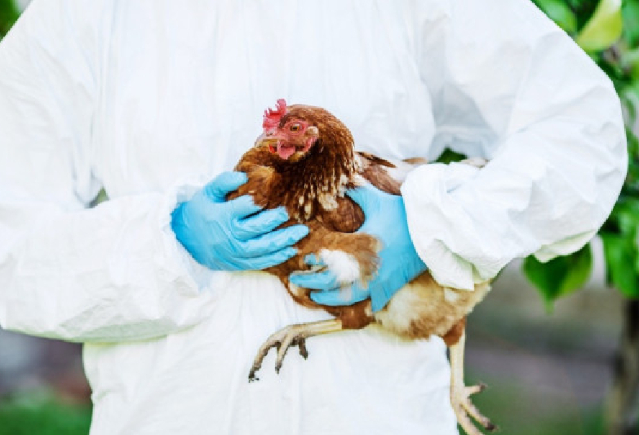 Quş qripi xəstəliyinə qarşı epizootoloji monitorinqin nəticələri açıqlanıb