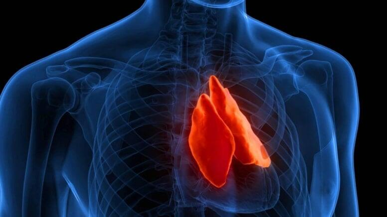 Uzun illər ‘funksiyasız’ sayılan timus vəzisi həyat qurtaran orqan imiş