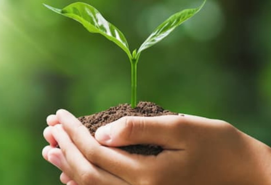 Duzluluq stresinin bitkilərə təsiri tədqiq olunur