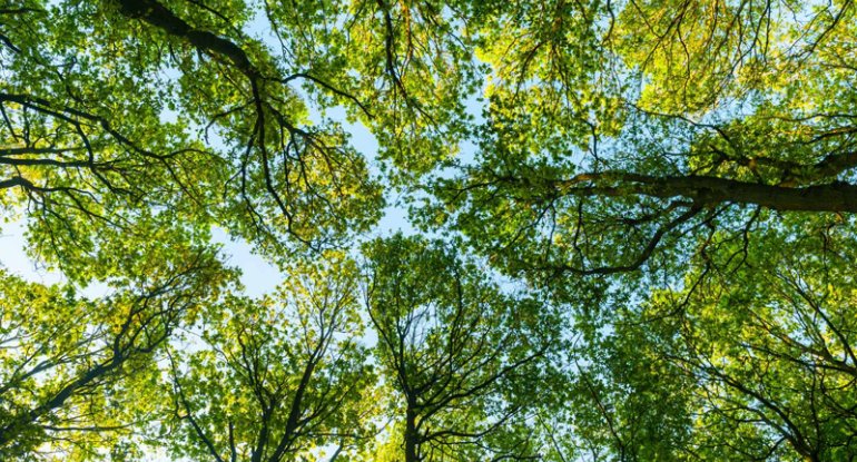 Meşə çətirləri "elektriklə parlayır": Alimlər əsrlik nəzəriyyəni təsdiqlədi