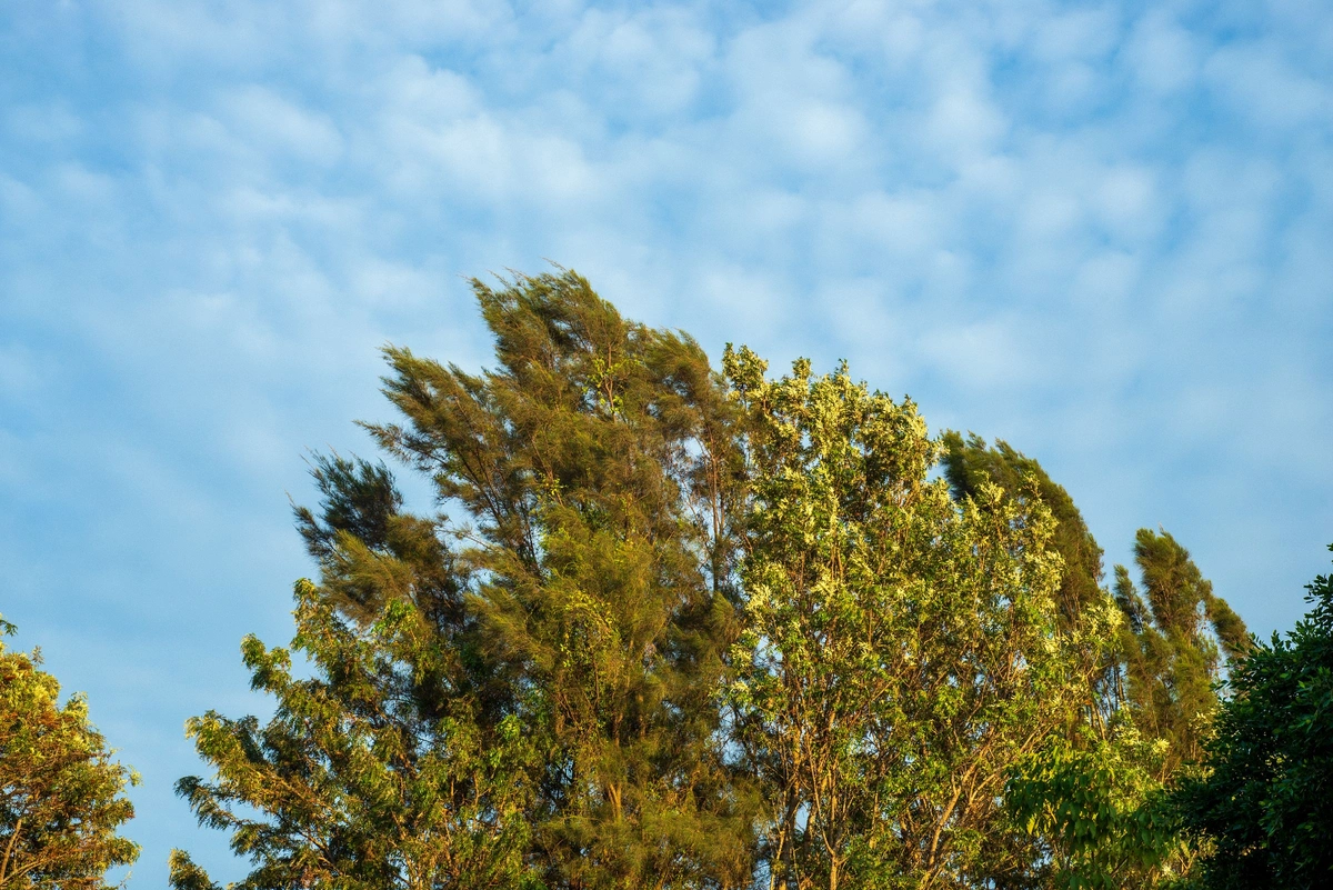 Küləkli hava şəraiti ilə bağlı sarı və narıncı xəbərdarlıq verilib