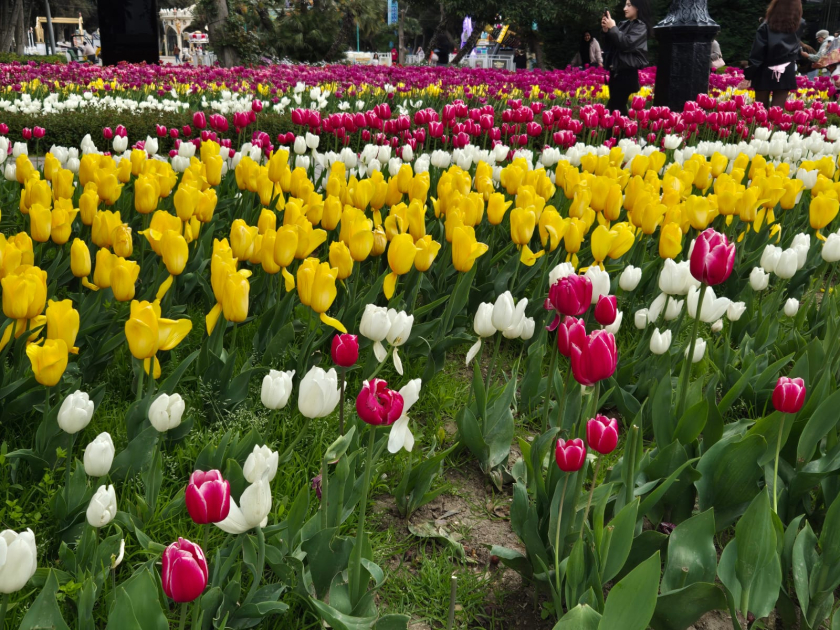 Dəniz sahilində rəngbərəng lalə sərgisi 