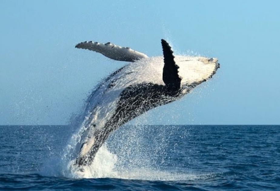 Alimlərdən həyəcan təbili: Balinalar təhlükə altındadır