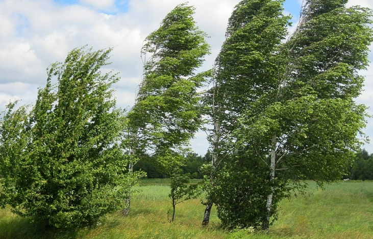 Bakıda və bölgələrdə külək güclənəcək - XƏBƏRDARLIQ