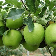 Almanı nə vaxt yemək faydalıdır?