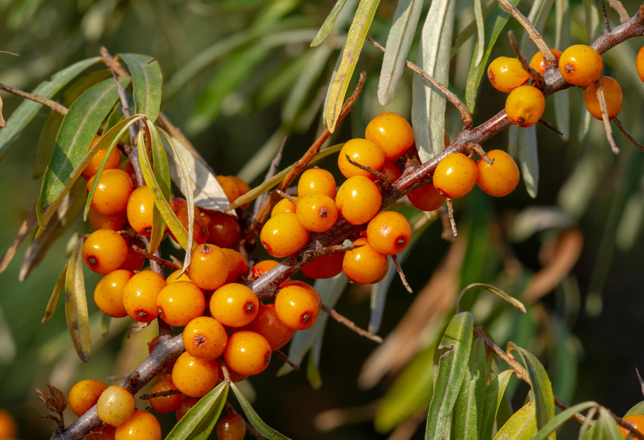 Qanda şəkəri azaltmaq üçün yeni təbii vasitə tapılıb