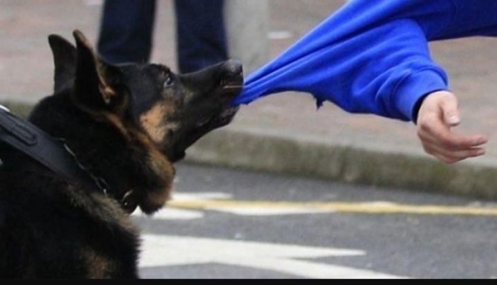 Sahibsiz itlərin hücumu nəticəsində 5 yaşlı uşaq ölüb